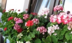 Soba geranium